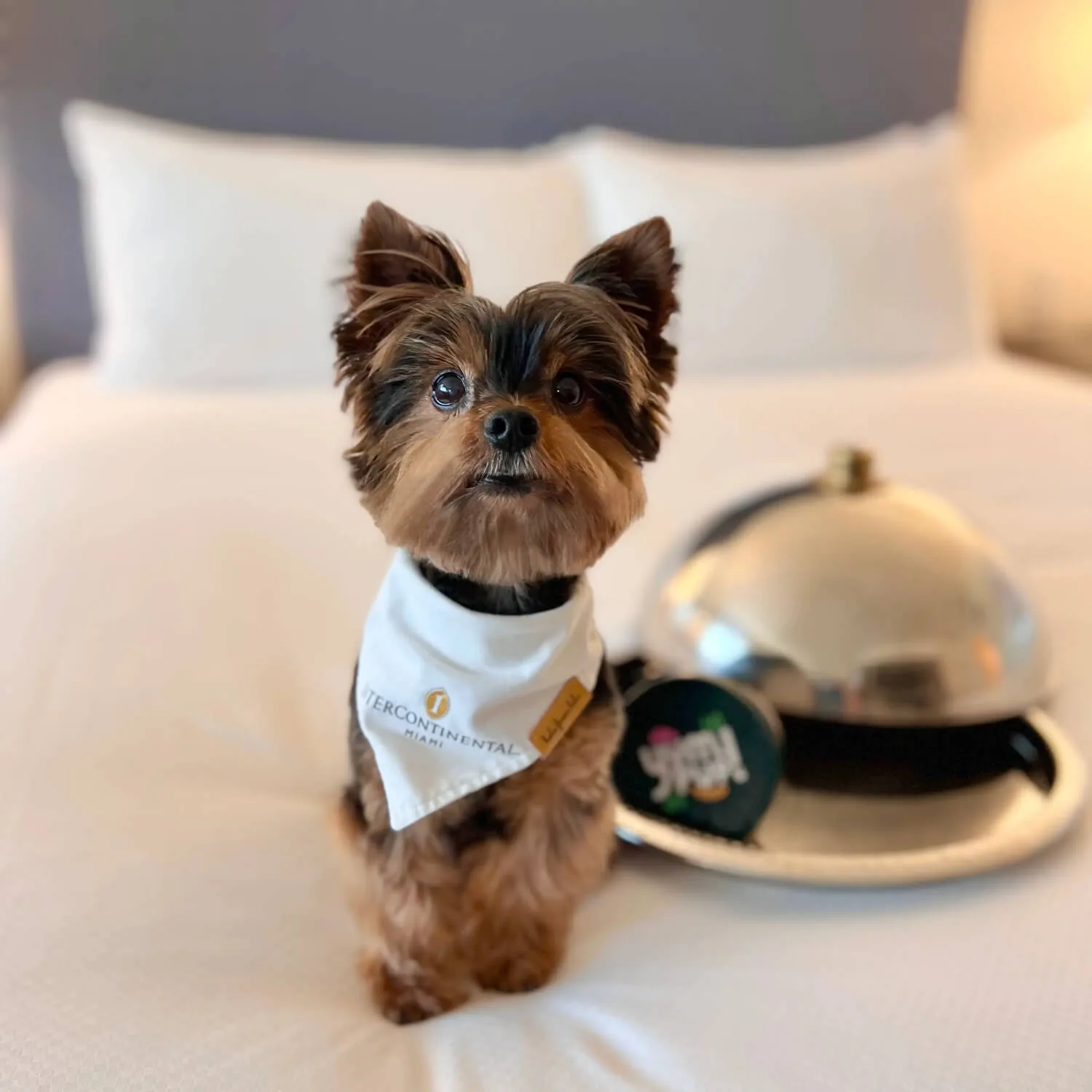 InterContinental Miami, a dog friendly hotel in Miami, United States